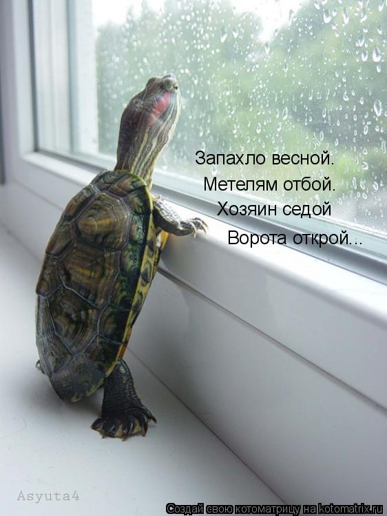 Запахло весной. Метелям отбой. Хозяин седой Ворота открой...... Котоматрица: Запахло весной. Метелям отбой. Хозяин седой Ворота открой...