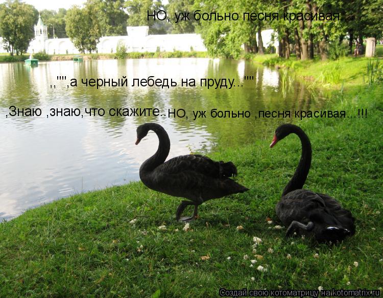 ,,"",а черный лебедь на пруду..."" ,Знаю ,знаю,что скажите... НО, уж больно песня красивая... НО, уж ... Котоматрица: ,,"",а черный лебедь на пруду..."" ,Знаю ,знаю,что скажите... НО, уж больно песня красивая... НО, уж больно ,песня красивая...!!!