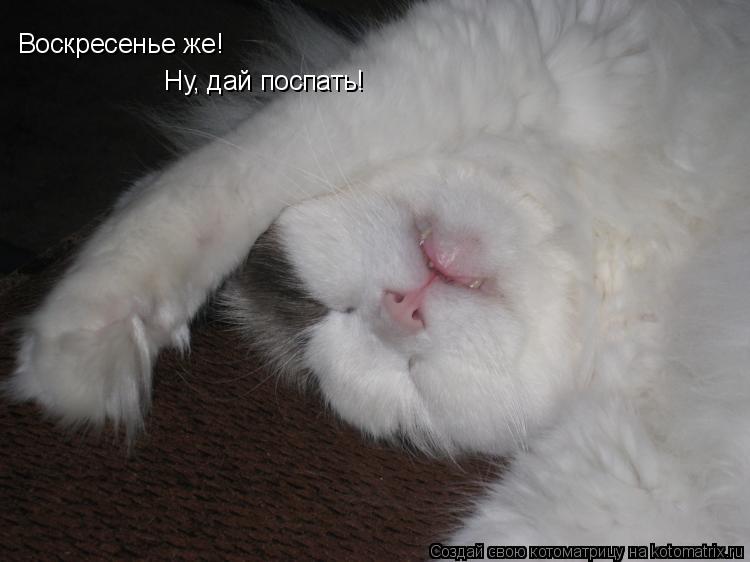 Воскресенье же! Ну, дай поспать!... Котоматрица: Воскресенье же! Ну, дай поспать!