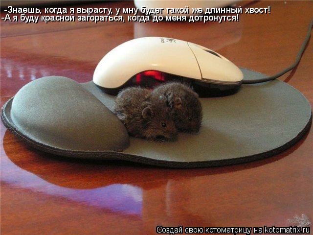 -Знаешь, когда я вырасту, у мну будет такой же длинный хвост! -А я буду красной загораться, когда до ... Котоматрица: -Знаешь, когда я вырасту, у мну будет такой же длинный хвост! -А я буду красной загораться, когда до меня дотронутся!