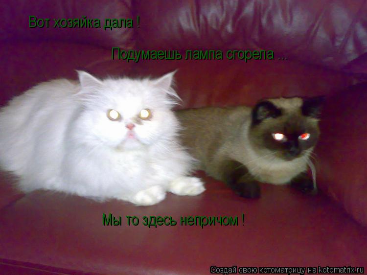 Вот хозяйка дала ! Подумаешь лампа сгорела ... Мы то здесь непричом !... Котоматрица: Вот хозяйка дала ! Подумаешь лампа сгорела ... Мы то здесь непричом !