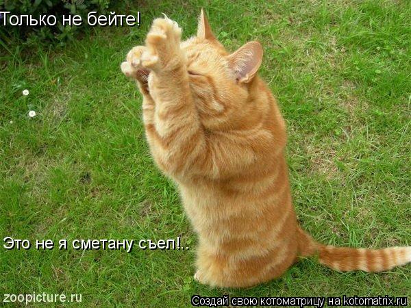 Только не бейте! Это не я сметану съел!..... Котоматрица: Только не бейте! Это не я сметану съел!..