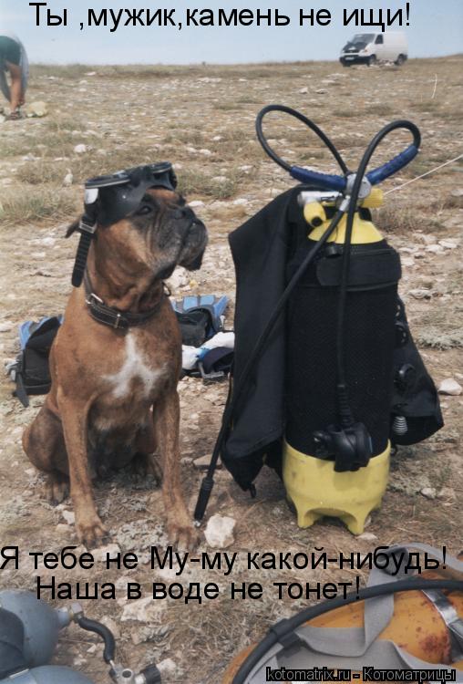 Ты ,мужик,камень не ищи! Я тебе не Му-му какой-нибудь! Наша в воде не тонет!... Котоматрица: Ты ,мужик,камень не ищи! Я тебе не Му-му какой-нибудь! Наша в воде не тонет!