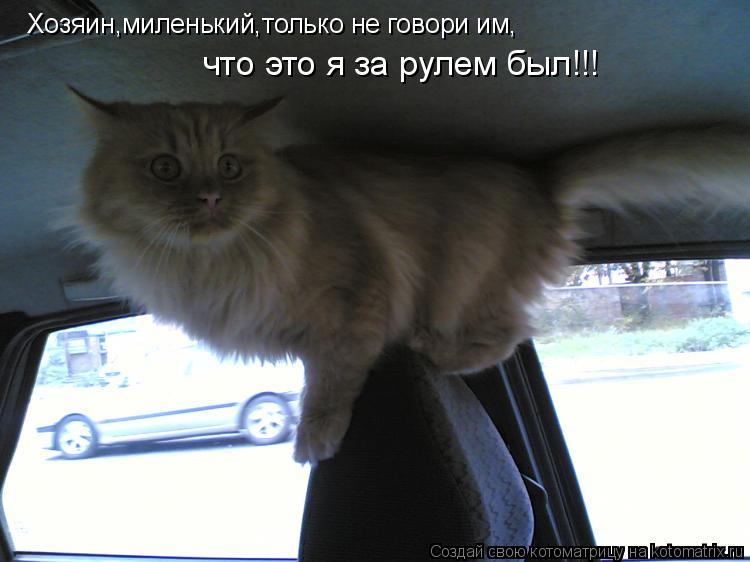 Хозяин,миленький,только не говори им, что это я за рулем был!!!... Котоматрица: Хозяин,миленький,только не говори им, что это я за рулем был!!!