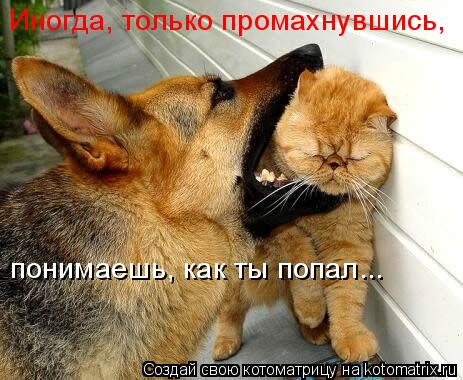Иногда, только промахнувшись, понимаешь, как ты попал...... Котоматрица: Иногда, только промахнувшись, понимаешь, как ты попал...