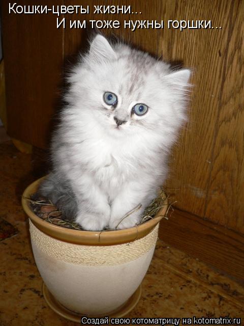 Кошки-цветы жизни... И им тоже нужны горшки...... Котоматрица: Кошки-цветы жизни... И им тоже нужны горшки...