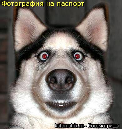 Фотография на паспорт... Котоматрица: Фотография на паспорт