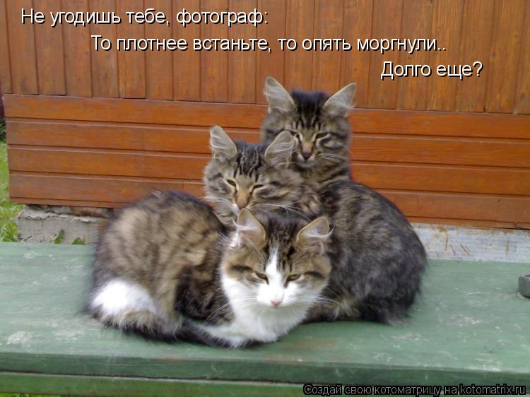 Не угодишь тебе, фотограф: То плотнее встаньте, то опять моргнули.. Долго еще?... Котоматрица: Не угодишь тебе, фотограф: То плотнее встаньте, то опять моргнули.. Долго еще?