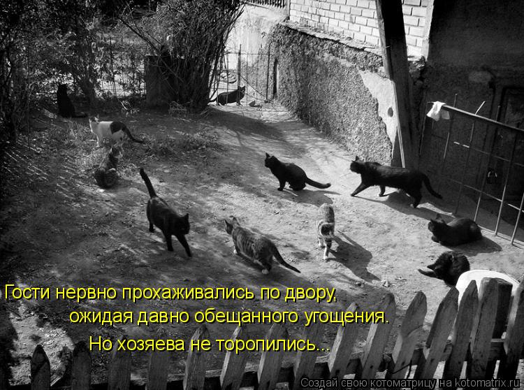 Гости нервно прохаживались по двору, ожидая давно обещанного угощения. Но хозяева не торопились...... Котоматрица: Гости нервно прохаживались по двору, ожидая давно обещанного угощения. Но хозяева не торопились...