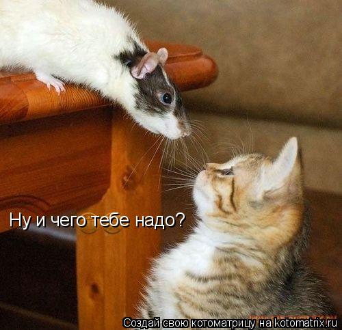 Ну и чего тебе надо?... Котоматрица: Ну и чего тебе надо?