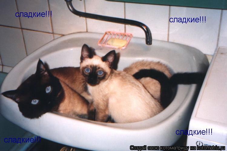 сладкие!!! сладкие!!! сладкие!!! сладкие!!!... Котоматрица: сладкие!!! сладкие!!! сладкие!!! сладкие!!!