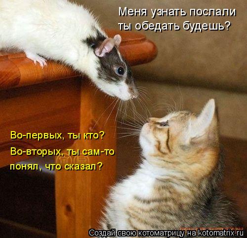 Меня узнать послали ты обедать будешь? Во-первых, ты кто? Во-вторых, ты сам-то понял, что сказал?... Котоматрица: Меня узнать послали ты обедать будешь? Во-первых, ты кто? Во-вторых, ты сам-то понял, что сказал?