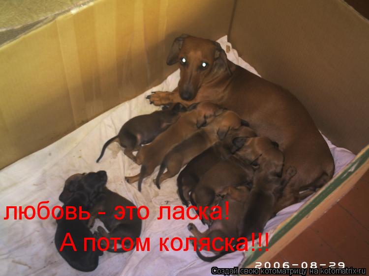 любовь - это ласка! А потом коляска!!!... Котоматрица: любовь - это ласка! А потом коляска!!!