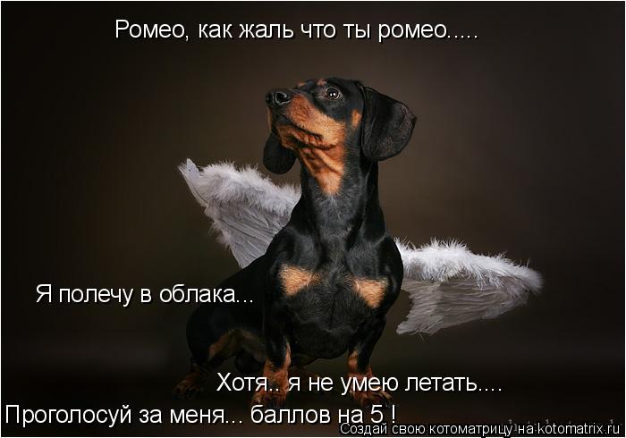 Ромео, как жаль что ты ромео..... Я полечу в облака... Хотя.. я не умею летать.... Проголосуй за меня... Котоматрица: Ромео, как жаль что ты ромео..... Я полечу в облака... Хотя.. я не умею летать.... Проголосуй за меня... баллов на 5 !