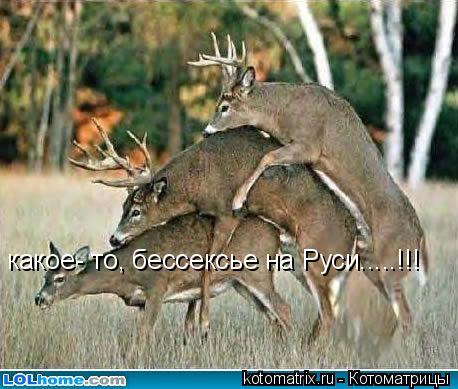какое- то, бессексье на Руси.....!!!... Котоматрица: какое- то, бессексье на Руси.....!!!