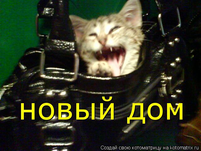 новый дом... Котоматрица: новый дом