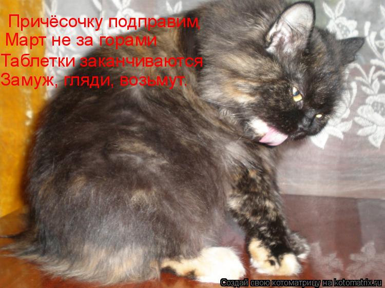 Причёсочку подправим , Март не за горами Таблетки заканчиваются Замуж, гляди, возьмут.... Котоматрица: Причёсочку подправим , Март не за горами Таблетки заканчиваются Замуж, гляди, возьмут.