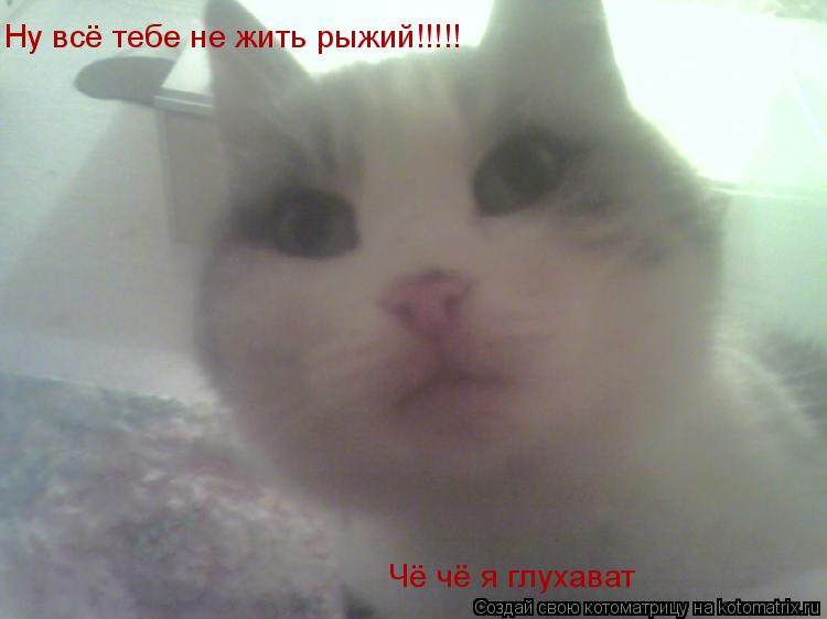 Ну всё тебе не жить рыжий!!!!! Чё чё я глухават... Котоматрица: Ну всё тебе не жить рыжий!!!!! Чё чё я глухават