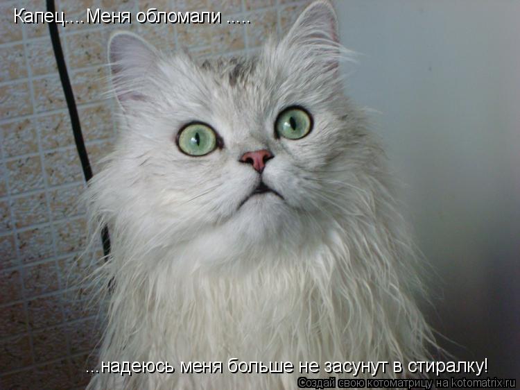 Капец....Меня обломали ..... ...надеюсь меня больше не засунут в стиралку!... Котоматрица: Капец....Меня обломали ..... ...надеюсь меня больше не засунут в стиралку!
