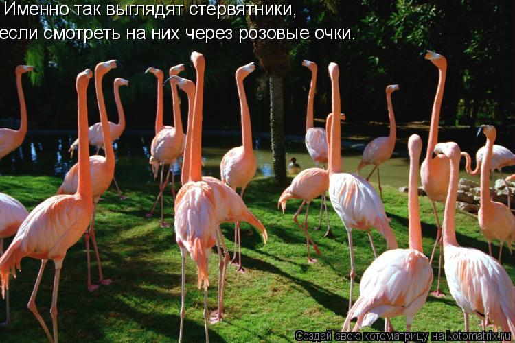 Именно так выглядят стервятники, если смотреть на них через розовые очки.... Котоматрица: Именно так выглядят стервятники, если смотреть на них через розовые очки.