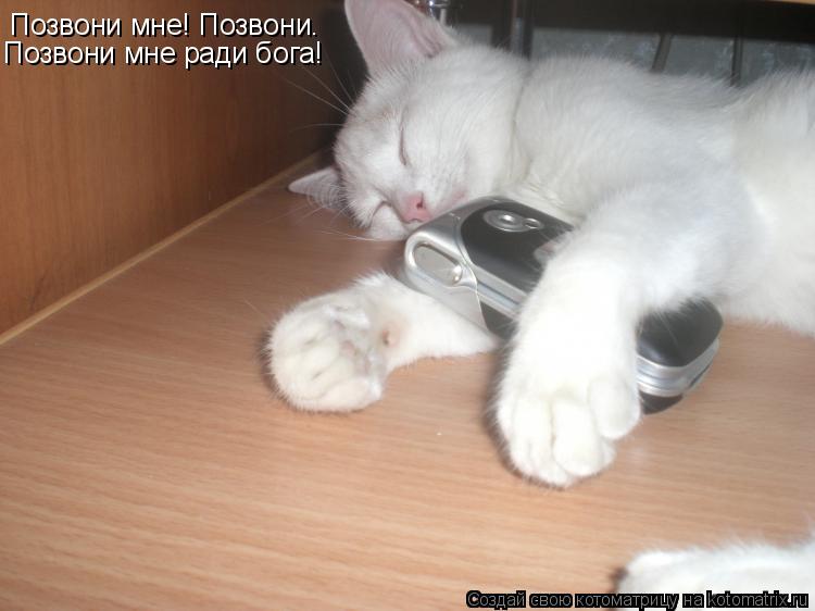 Позвони мне! Позвони. Позвони мне ради бога!... Котоматрица: Позвони мне! Позвони. Позвони мне ради бога!