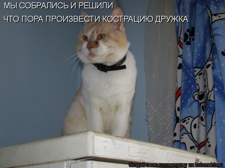 МЫ СОБРАЛИСЬ И РЕШИЛИ ЧТО ПОРА ПРОИЗВЕСТИ КОСТРАЦИЮ ДРУЖКА... Котоматрица: МЫ СОБРАЛИСЬ И РЕШИЛИ ЧТО ПОРА ПРОИЗВЕСТИ КОСТРАЦИЮ ДРУЖКА