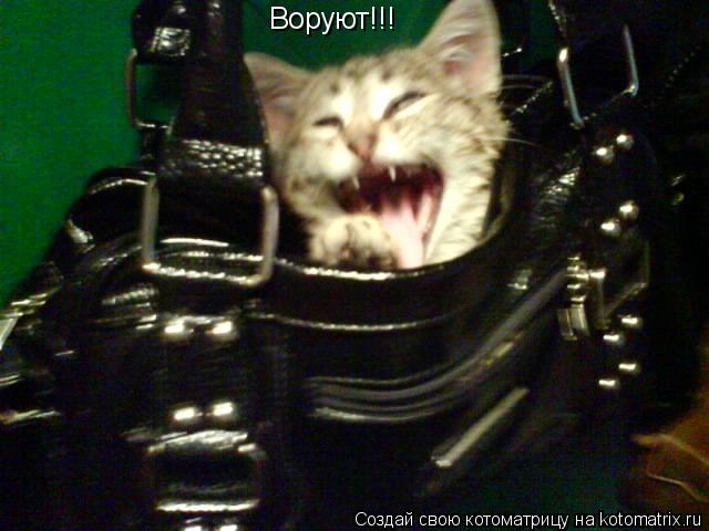 Воруют!!!... Котоматрица: Воруют!!!