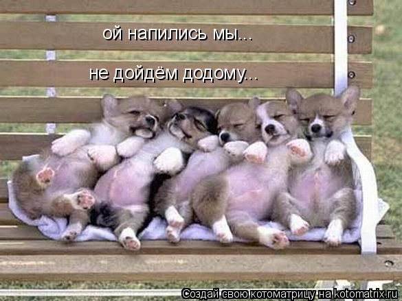 ой напились мы... не дойдём додому...... Котоматрица: ой напились мы... не дойдём додому...