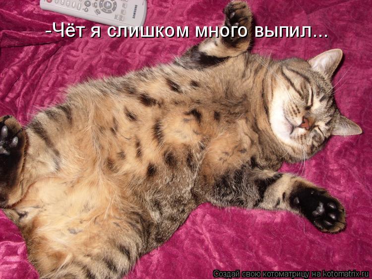 -Чёт я слишком много выпил...... Котоматрица: -Чёт я слишком много выпил...