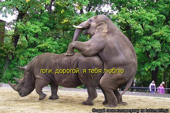 гоги, дорогой, я тебя люблю... Котоматрица: гоги, дорогой, я тебя люблю