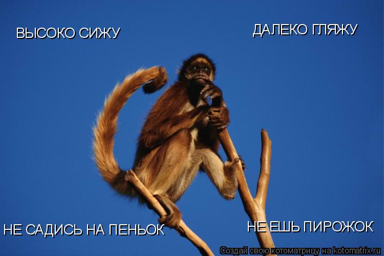 ВЫСОКО СИЖУ ДАЛЕКО ГЛЯЖУ НЕ САДИСЬ НА ПЕНЬОК НЕ ЕШЬ ПИРОЖОК... Котоматрица: ВЫСОКО СИЖУ ДАЛЕКО ГЛЯЖУ НЕ САДИСЬ НА ПЕНЬОК НЕ ЕШЬ ПИРОЖОК