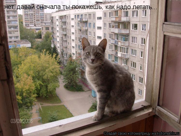 нет, давай сначала ты покажешь, как надо летать...... Котоматрица: нет, давай сначала ты покажешь, как надо летать...