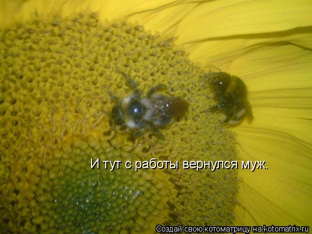 И тут с работы вернулся муж.... Котоматрица: И тут с работы вернулся муж.