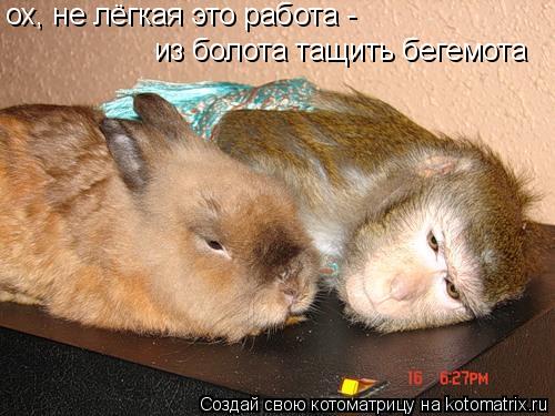 ох, не лёгкая это работа - из болота тащить бегемота... Котоматрица: ох, не лёгкая это работа - из болота тащить бегемота