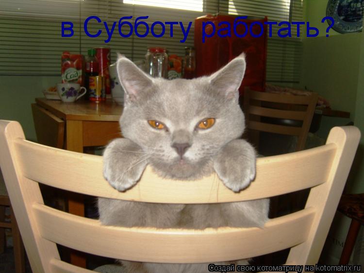 в Субботу работать?... Котоматрица: в Субботу работать?