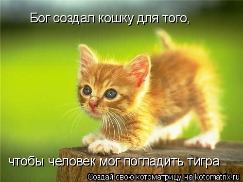 Бог создал кошку для того, чтобы человек мог погладить тигра... Котоматрица: Бог создал кошку для того, чтобы человек мог погладить тигра