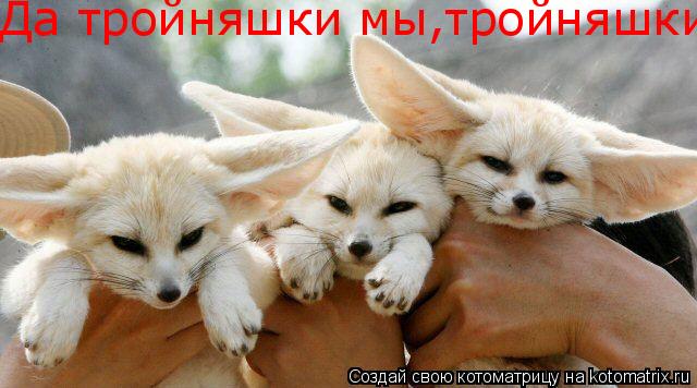 Да тройняшки мы,тройняшки... Котоматрица: Да тройняшки мы,тройняшки