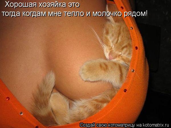 Хорошая хозяйка это тогда когдам мне тепло и молочко рядом!... Котоматрица: Хорошая хозяйка это тогда когдам мне тепло и молочко рядом!