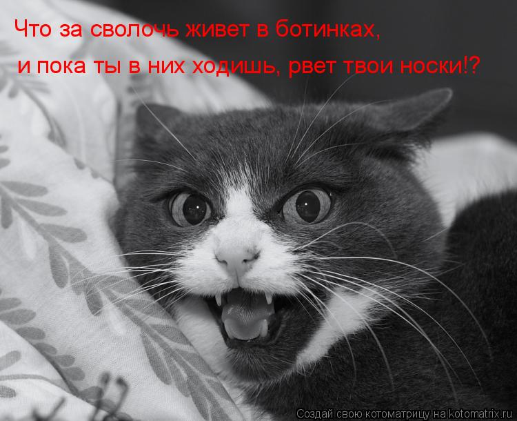 Что за сволочь живет в ботинках, и пока ты в них ходишь, рвет твои носки!?... Котоматрица: Что за сволочь живет в ботинках, и пока ты в них ходишь, рвет твои носки!?