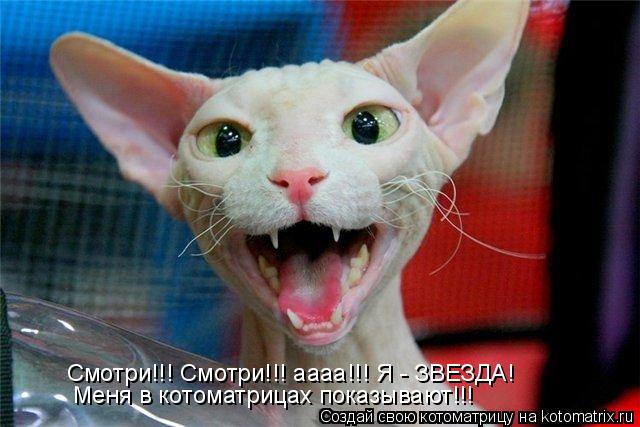 Меня в котоматрицах показывают!!! Смотри!!! Смотри!!! аааа!!! Я - ЗВЕЗДА!... Котоматрица: Меня в котоматрицах показывают!!! Смотри!!! Смотри!!! аааа!!! Я - ЗВЕЗДА!