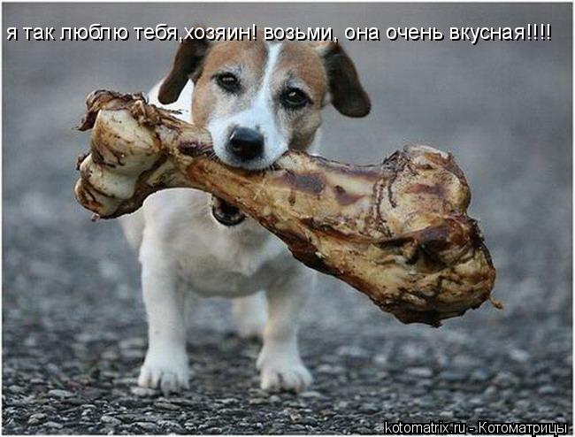 я так люблю тебя,хозяин! возьми, она очень вкусная!!!!... Котоматрица: я так люблю тебя,хозяин! возьми, она очень вкусная!!!!