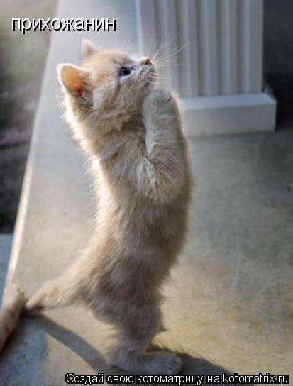 прихожанин... Котоматрица: прихожанин