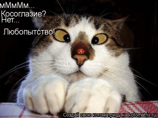 мМмМм... Косоглазие? Нет... Любопытство!... Котоматрица: мМмМм... Косоглазие? Нет... Любопытство!