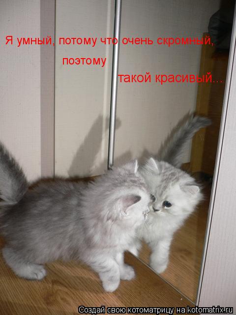 такой красивый... Я умный, потому что очень скромный, поэтому... Котоматрица: такой красивый... Я умный, потому что очень скромный, поэтому