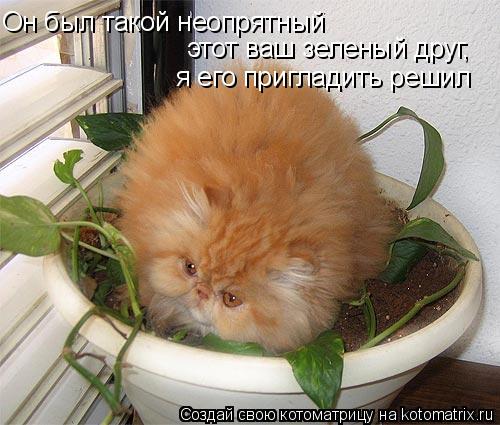 Он был такой неопрятный этот ваш зеленый друг, я его пригладить решил... Котоматрица: Он был такой неопрятный этот ваш зеленый друг, я его пригладить решил