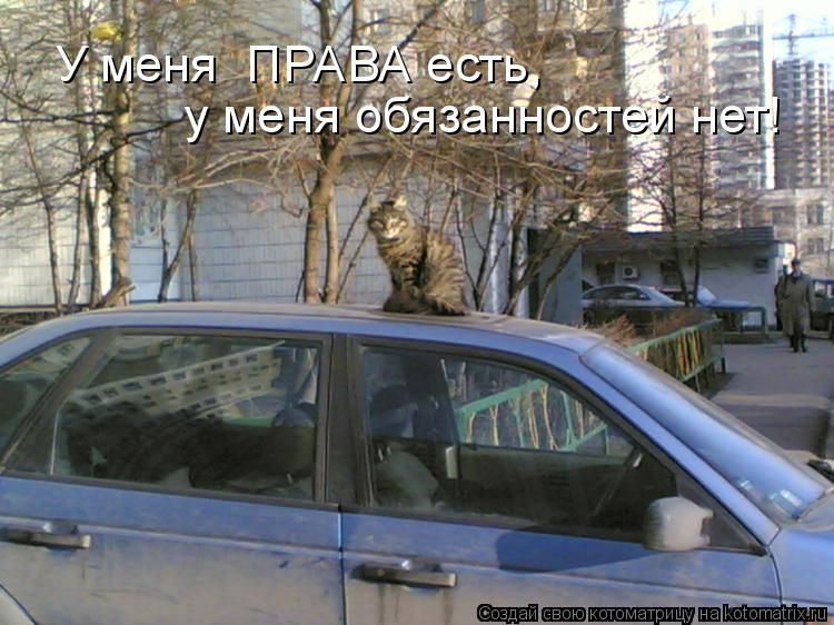 У меня ПРАВА есть, у меня обязанностей нет!... Котоматрица: У меня ПРАВА есть, у меня обязанностей нет!