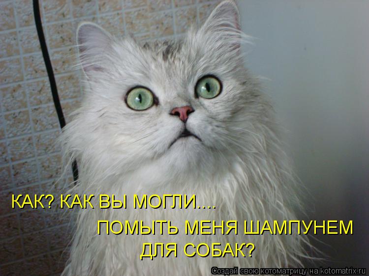 ДЛЯ СОБАК? КАК? КАК ВЫ МОГЛИ.... ПОМЫТЬ МЕНЯ ШАМПУНЕМ... Котоматрица: ДЛЯ СОБАК? КАК? КАК ВЫ МОГЛИ.... ПОМЫТЬ МЕНЯ ШАМПУНЕМ