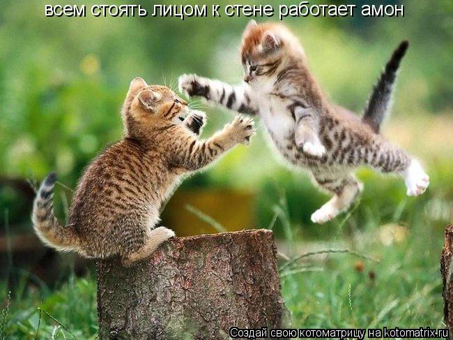 всем стоять лицом к стене работает амон... Котоматрица: всем стоять лицом к стене работает амон