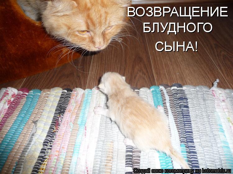 ВОЗВРАЩЕНИЕ БЛУДНОГО СЫНА!... Котоматрица: ВОЗВРАЩЕНИЕ БЛУДНОГО СЫНА!