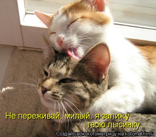 Не переживай, милый, я залижу твою лысинку...... Котоматрица: Не переживай, милый, я залижу твою лысинку...